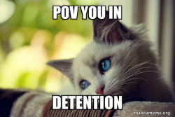 First World Cat Problems