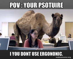 Hump Day Camel
