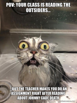 Cat bath