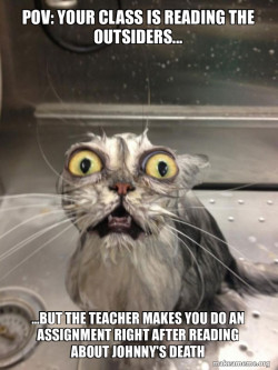 Cat bath
