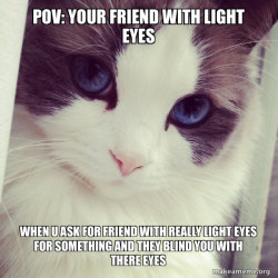 Ridiculously Photogenic Cat