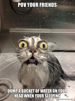 Cat bath