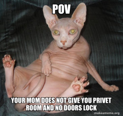 Hairless Cat