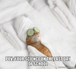 Pampered Cat Meme