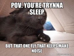 Schitzo Cat