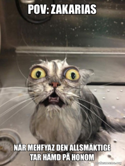 Cat bath