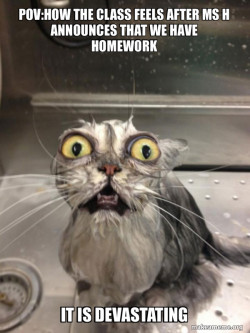 Cat bath