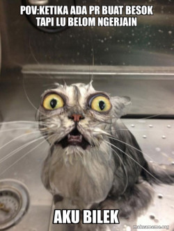 Cat bath