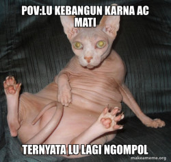 Hairless Cat