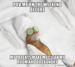 Pampered Cat Meme
