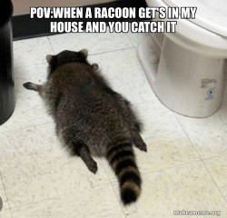 Drunk Raccoon