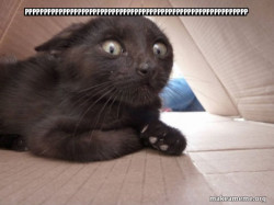 Schitzo Cat