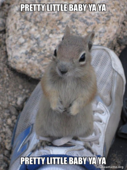 Standover Squirrel