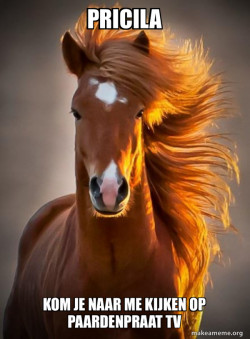 Ridiculously photogenic horse