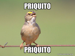 Common Opinion Sparrow