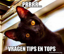 Overly Attached Cat