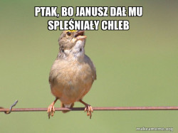 Common Opinion Sparrow