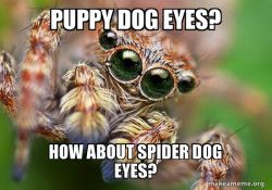 Hipster Spider
