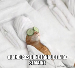 Pampered Cat Meme