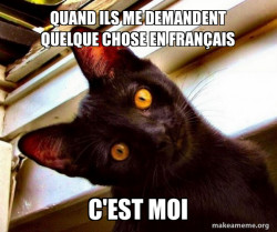 Overly Attached Cat
