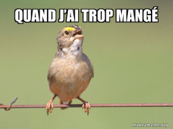 Common Opinion Sparrow