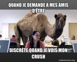 Hump Day Camel