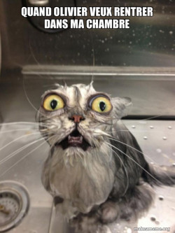 Cat bath