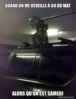 Drop Bear