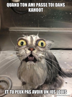 Cat bath