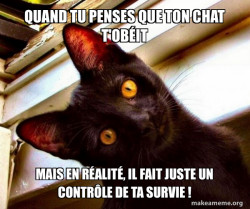 quand un chat apprend que les croquettes au fond de la gamelle ne sont pas en plastic