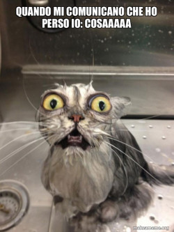 Cat bath