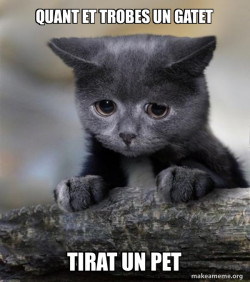 Confession Cat