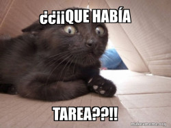 Schitzo Cat