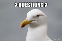 Stuff That Didn't Happen Seagull