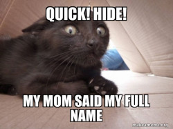 Schitzo Cat
