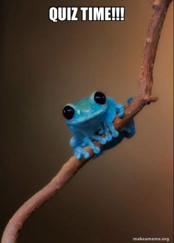 Small Fact Frog