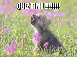 Baby Insanity Wolf