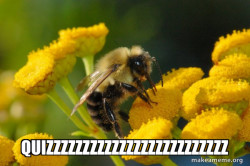 Good Guy Bee