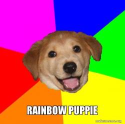 cutie dog