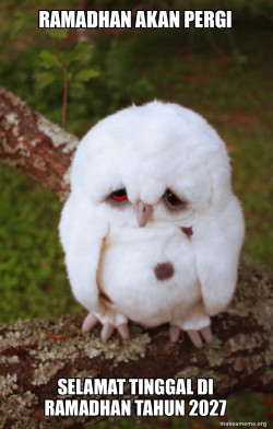 Sad Owl