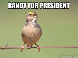 Common Opinion Sparrow