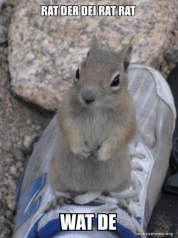 Standover Squirrel