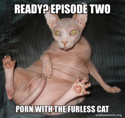 Hairless Cat