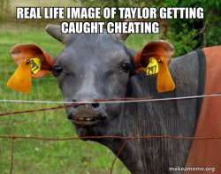 Hairless Cow