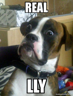 Skeptical Dog