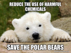 Popular Opinion Bear