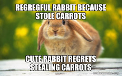 Regretful Rabbit