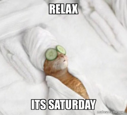 Pampered Cat Meme