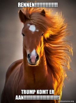 Ridiculously photogenic horse