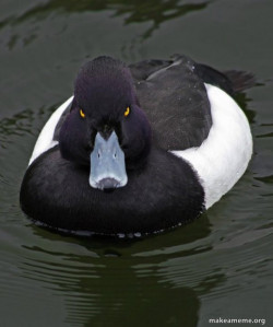 Revenge Duck ( Angry Advice Duck )